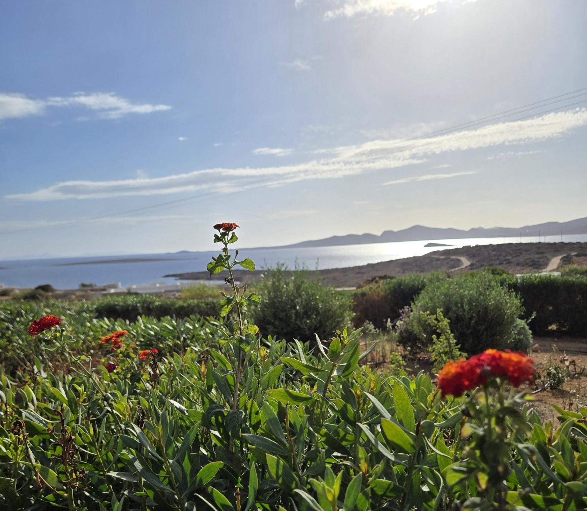 Paros Afrodite Luxury Villas Alikí Esterno foto